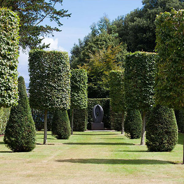 lawn-trees-landscaping Lawn Trees Landscaping