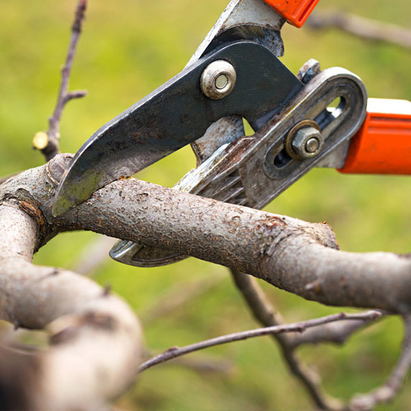 tree-pruning Tree Pruning